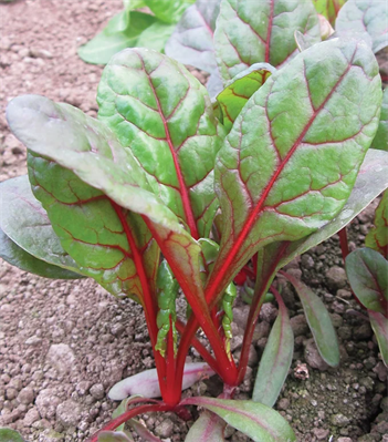 BIETA DA COSTE (SEMIORTO) RHUBARB CHARD DA KG.5