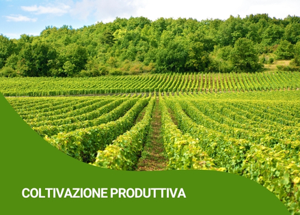 biostimolatori-fisioattivatori-ricci-agricoltura-vendita-agrofarmacijpg