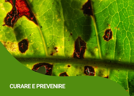 fungicidi-curare-prevenire-piante-ricci-agricoltura