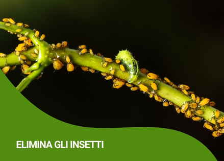 insetticidi-ricci-agricoltura-vendita-agrofarmacijpg
